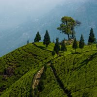 Darjeeling The Queen Of Hills
