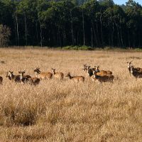 Jim Corbett National Park India guide