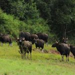 periyar_wildlife_sanctuary