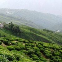 Have an unforgettable summer – Sip on tea in Darjeeling the local way