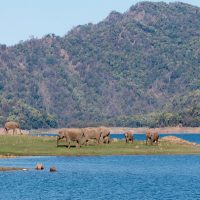 Best time to visit Jim Corbett National Park Uttarakhand