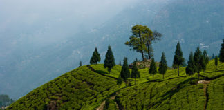 tea-garden-in-darjeeling
