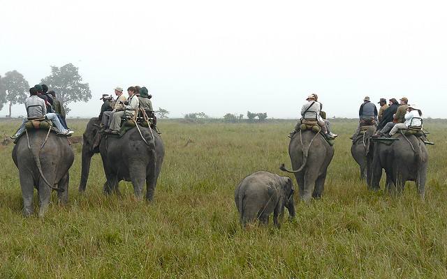 Kaziranga National Park in Assam