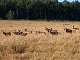 jim-corbett-national-park-Spotted-Deer