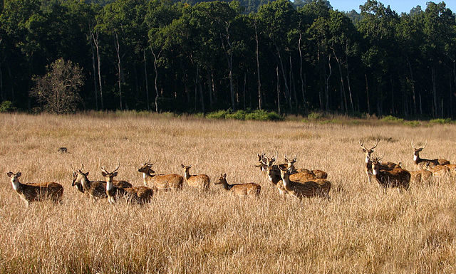 jim-corbett-national-park-Spotted-Deer